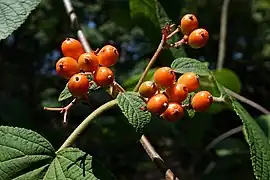 果実
