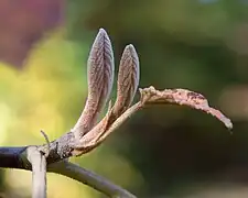 冬芽（葉芽）