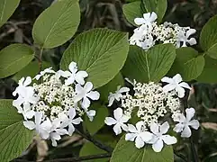 花序