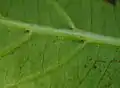 ダニ室の部分穴型