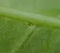 更に拡大