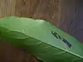 サンゴジュの葉裏