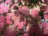 秋には紅葉する