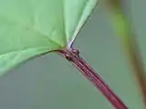 葉柄にある1対の蜜腺