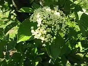 花序