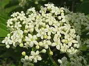 マルバゴマキの花冠。ゴマギと変わるところがない。