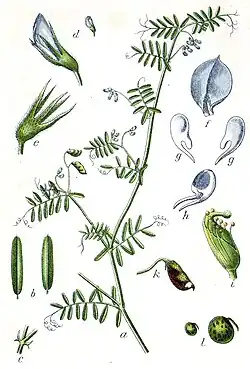 Vicia hirsuta