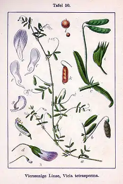 Vicia tetrasperma
