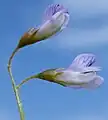 花（蝶形花）はふつう2個