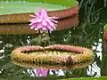 花と若い葉