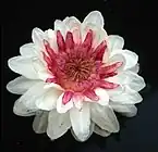 オオオニバス属の花