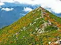 高山帯ダケカンバ林の黄葉