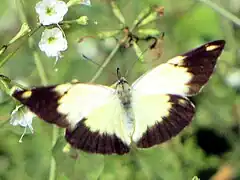 Eronia cleodora