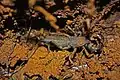 Mastigoproctus baracoensis（サソリモドキ目）