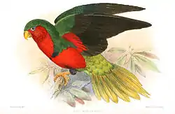ムネムラサキインコ