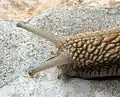 リンゴマイマイ(カタツムリ)の触角