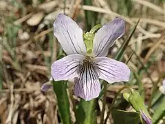 花弁に紫色の条線が入る。