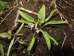 葉は数個を根出状に束生し、先端は丸く、基部は切形になる。花期の葉柄は葉身より短く、上部では両側に狭い翼がある。