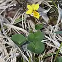 V. bifloraキバナノコマノツメ