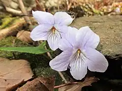 花は淡紫色。花弁の先端は円く、側弁の基部は無毛、花弁5個に紫色の条があるが、とくに唇弁の条が著しい。