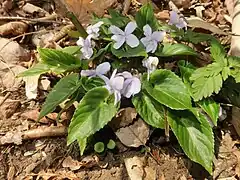 花時の葉。葉は完全に展開する直前。
