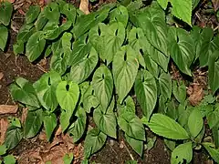 花後の葉。花時より大きくなる。