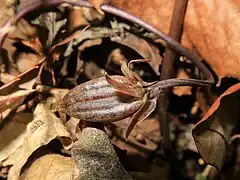 果実は卵形状の蒴果で、先端はとがり、紫色の斑な模様がある。