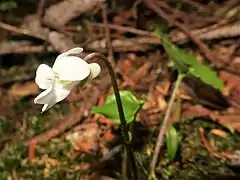 花弁は円みを帯びる。距は短い。
