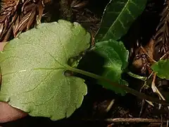 葉の裏面は緑色で、無毛。