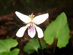 唇弁に紫色の条があり、他の花弁より明らかに短く、側弁の基部はふつう毛が生える。