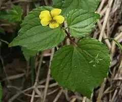 V. brevistipulata subsp. brevistipulataオオバキスミレ