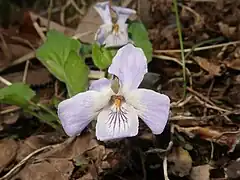 花弁の縁は波状になり、側弁の基部に毛が生え、上弁は反り返る。花柱はカギ形になり、上部は棒状、柱頭は下向きに強く突き出る。
