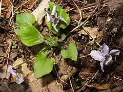 葉の先端はとがり、基部は深い心形、縁に低い波状の鋸歯がある。葉の両面とも浅緑色で、密に粗い開出毛が生える。
