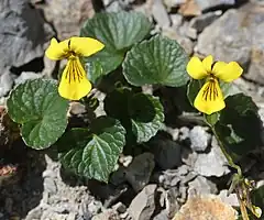 V. crassa subsp. alpicolaクモマスミレ