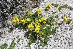 クモマスミレ燕岳  2015年6月下旬