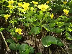 地上茎部は長い。葉の質は厚く光沢があり、縁には低い波状の鋸歯があり、葉脈が著しく目立ち、表面側に巻き込む。托葉は離生し、卵形で先端はやや鈍頭、縁は全縁なる。