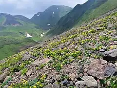 高山の砂礫地に生育する。秋田駒ヶ岳大焼砂から正面に秋田駒ヶ岳男岳方面を望む。