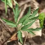 葉は3つに深裂し、各裂片には柄があり、側裂片は柄の基部から少し離れた所でさらに2回分かれ鳥足状になる