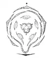 スミレの花式図