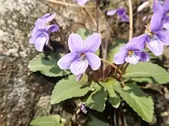 唇弁には紫色のすじが入る。側弁の基部に毛が生えているので、品種「ヒゲコスミレ」。
