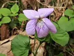 花はふつう淡紫色から淡赤紫色であるが変異が多い。唇弁には濃紫色のすじが入り、側弁の基部に毛はない。
