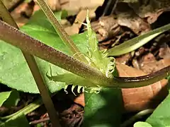 托葉は披針形で、くしの歯状に浅裂する。