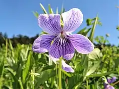 花色は濃紫色、日本産のスミレ属の中ではもっとも大きい。