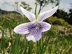 淡青紫色の花。5弁すべてに紫色のすじが入る。
