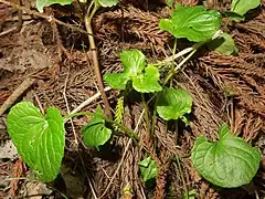 花後、根出葉の間から地上茎が伸び出し、その上部に柄の短い2個の葉を対生してつけ、その葉腋から閉鎖花を出す。