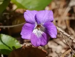 Viola yedoensis
