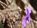 側面平らな距と花茎の細毛が見える