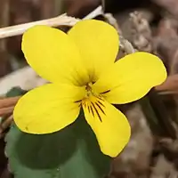 黄色の花の側弁には毛があり、唇弁と側弁に褐色の条がある