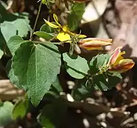 茎の上部の茎葉