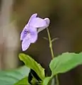 花・側面